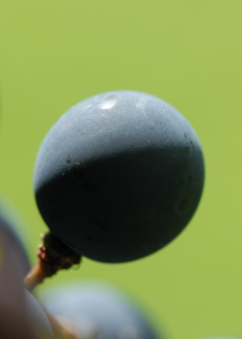 Dakapo ANT 0486